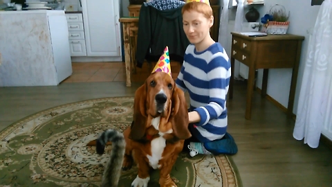 Basset hound is ashamed of his birthday hat