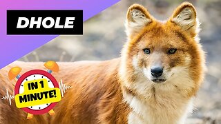Dhole - In 1 Minute! 🦊 One Of The Wild Dogs You Didn't Know Existed | 1 Minute Animals