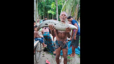 Big Fish Caught By Fisherman In The Pond