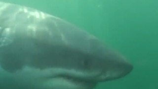 The importance of great white sharks; scientific community is testing and tagging sharks off Florida