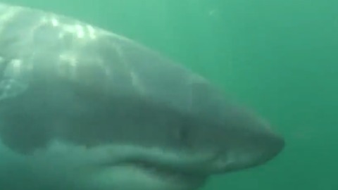 The importance of great white sharks; scientific community is testing and tagging sharks off Florida