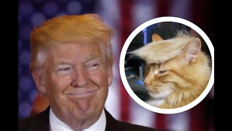 Trump attacked by angry cat