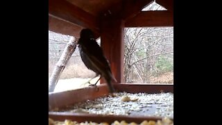 Wet Sparrow trying to stay dry