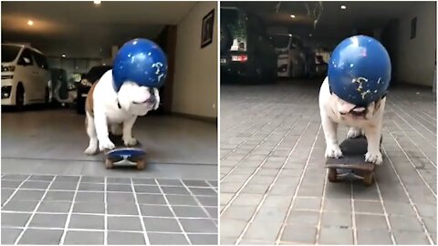 Puppy meeting - dog skiboard