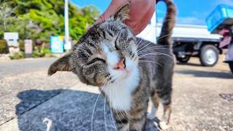 When we arrived at Cat Island and got off the boat, we were greeted by many cats, which was fun.