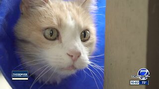 Henderson man hopeful authorities find person who tied and tortured his cat