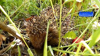 Ежик, живущий в огороде. Hedgehog living in the garden.May 2020