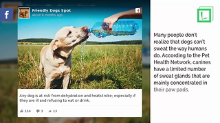 Woman’s Heartbreaking Reminder About Your Pets This Summer After Dog Suffers Heatstroke