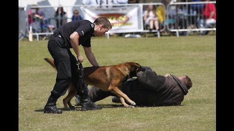 How To make Your Dog Defensive With Few Simple Tricks.