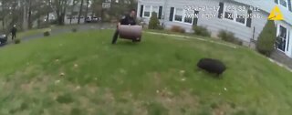 Police officers in 'standoff' with runaway pig
