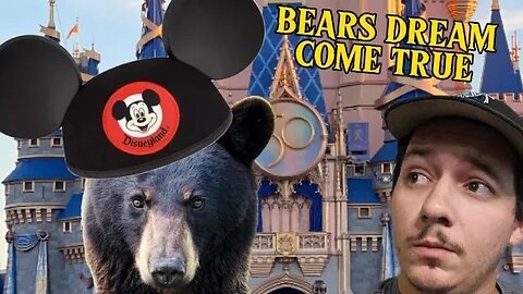 Black bear goes to Disney world??