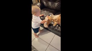 Baby Shares His Toy With Puppy