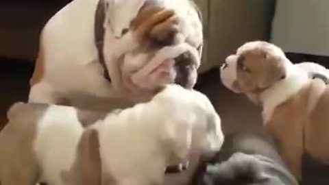 English Bulldog father bonds with his litter of puppies