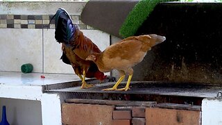 Wild chickens find the most ironic place to look for food