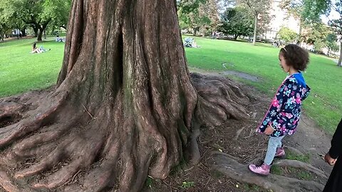DAWN REDWOOD 4K Walking Tour Boston Public Garden - One of most unusual trees and trunks for sure