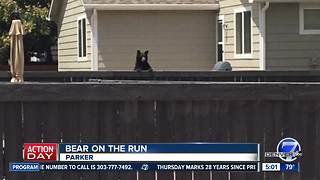 Bear on the loose in Parker neighborhood