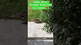 Mama duck brings baby duckling to visit ❤️