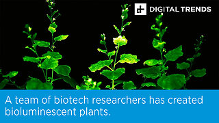 A team of biotech researchers has created bioluminescent plants.