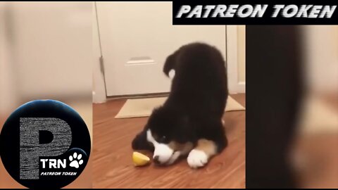 Patreon Token - Funny Pet Animals' Life: The Funniest and Cutest Cats and Dogs