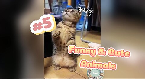 Funniest Animals 🤣😹🐶 Best Funny Animals Videos #5