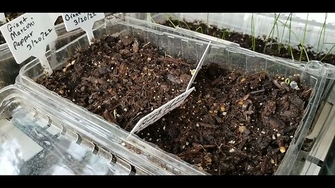How are my seedlings doing?