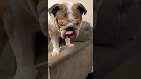 What is That? 🤔 #englishbulldog