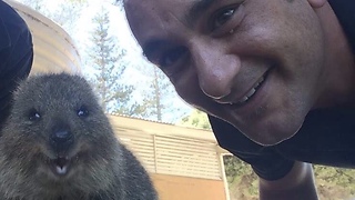 Adorable Quokka on Rottnest Island