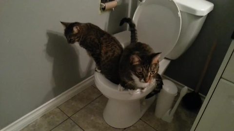 Pair of cats successfully use human toilet together
