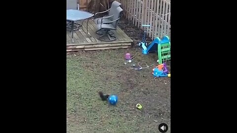 A Cute Squirrel Playing Football In The Garden #Squirrel #Cute