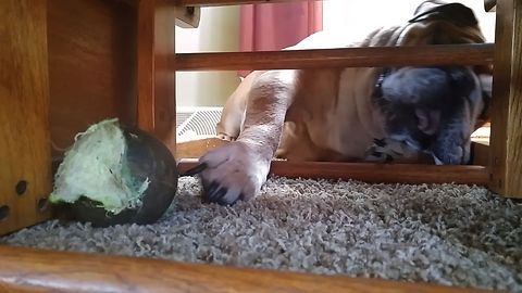 Lazy Bulldog Can't Reach Ball