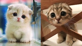 Best of Cute cats and Funniest Cat Videos 2021