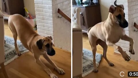 Great Dane_s morning routine is extremely energetic