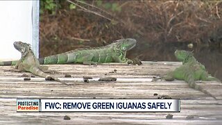 FWC clarifies message to kill invasive iguanas