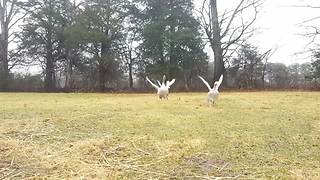 Excited Geese Rush Wings Wide Spread To Welcome Their Owner