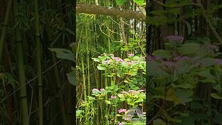 Tranquil Bamboo Garden & Pink Flowers 🌸 Relaxing Nature Short with Birds & Piano Music 🎵