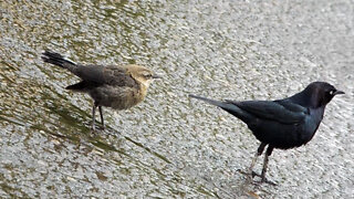 Mama & Baby Brewer's Blackbird