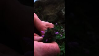 Red Dead Nettle identification and harvest. Wild Spring edible foraging. #shorts