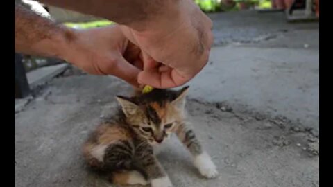 One Simple Trick To Deactivate A Cat! Must Watch!