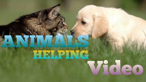 Animals helping video cute dogs and other animals