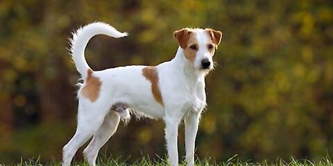 Jack Russell Terrier Dog Breed