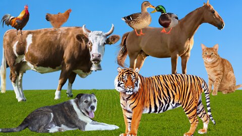 Animal Sounds Familiars - Cat - Dog - Elephant - Duck - Cow - Lion - Tiger - Chicken