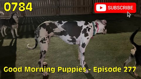 [0784] GOOD MORNING PUPPIES - EPISODE 277 [#dogs #doggos #doggies #puppies #dogdaycare]