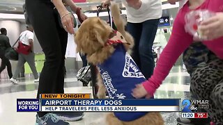 Therapy dogs help airport travelers with stress