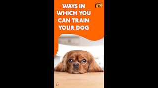 Top 4 Ways To Train Your Pet Dog *