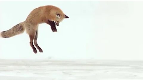 Fox Dives Headfirst Into Snow (In Slow Motion)