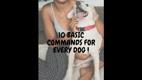 TOP 10 Basic Commands For Every Dog