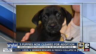 Puppies rescued from Puerto Rico available for adoption in Baltimore