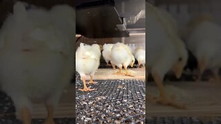 Curious Little Chicks!