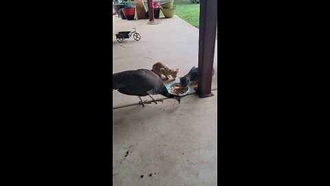 Two kittys one peacock