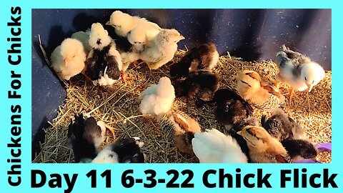 Silkie, Cochin, & Polish Chicks Growing - June 3, 2022